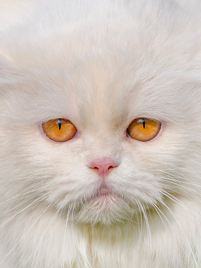 The Wacky world of feline Communication - Understanding Your Cat's Body Language 8 THE WACKY WORLD OF FELINE COMMUNICATION - Understanding Your Cat's Body Language