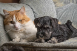 Cat and puppy laying together on a sofa.