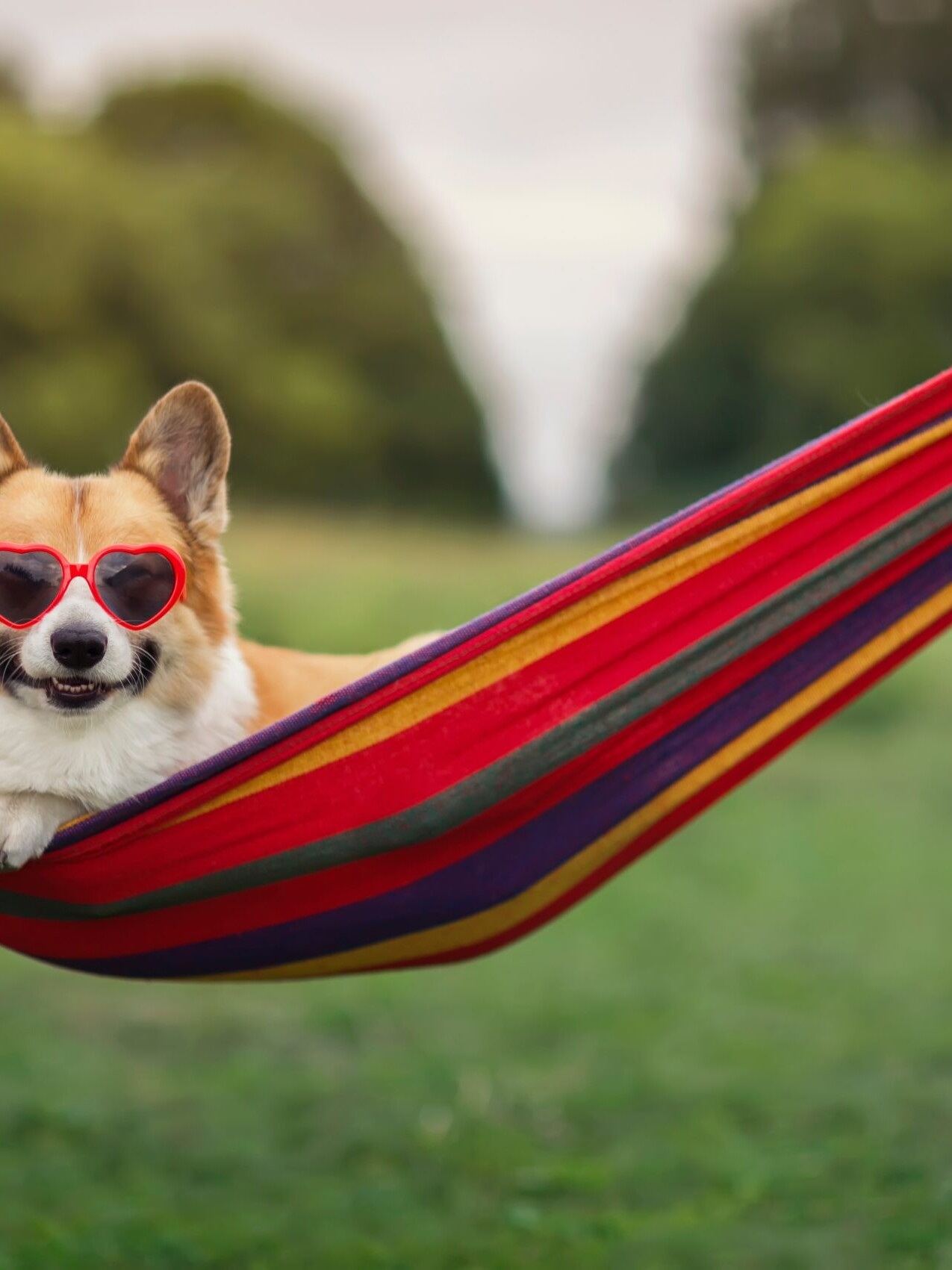 Beginner's guide to socializing with your puppy
