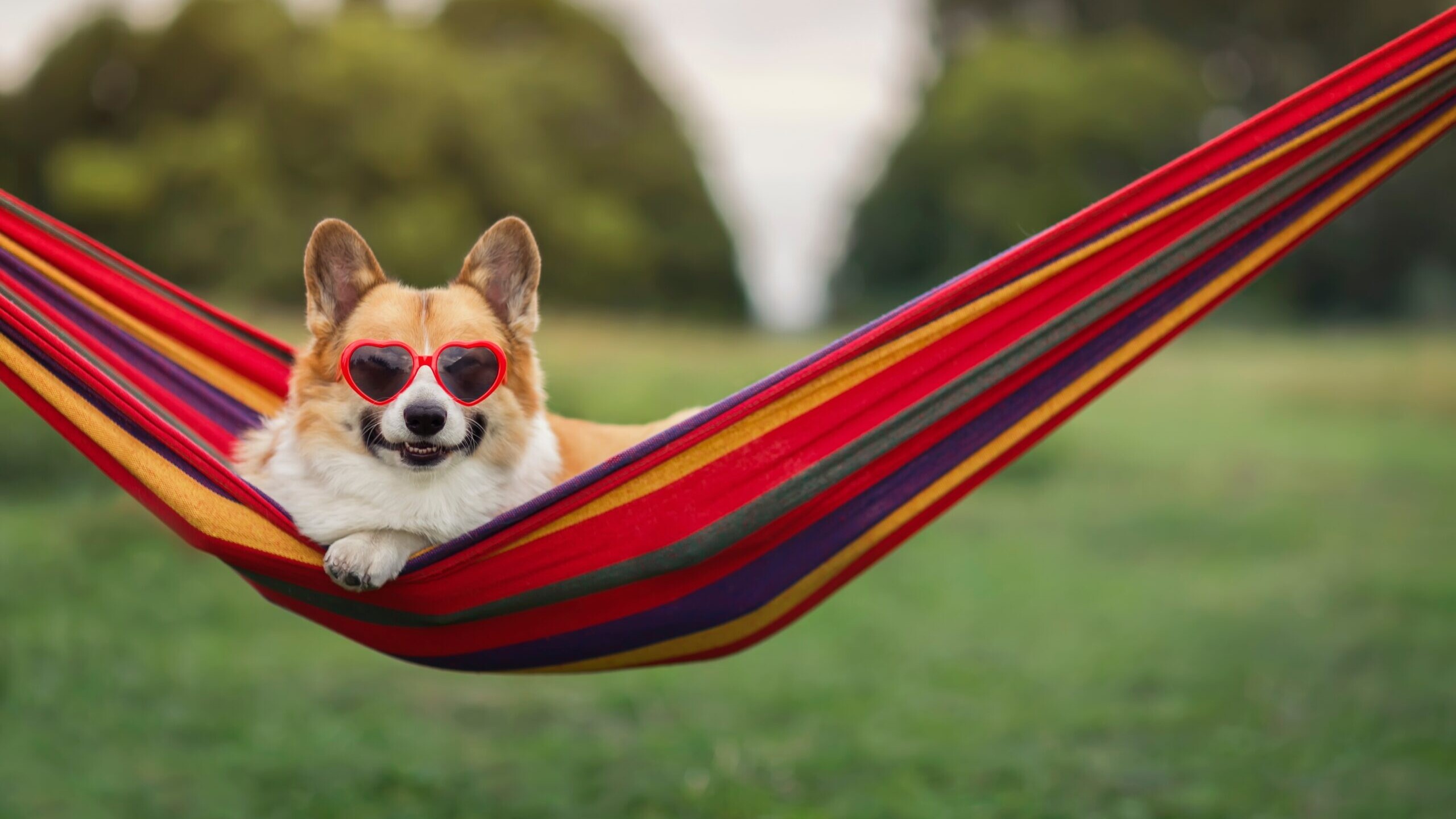 Beginner's guide to socializing with your puppy 2 Beginner's guide to socializing with your puppy