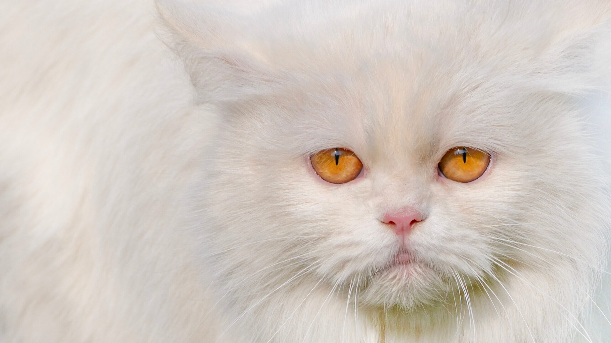 THE WACKY WORLD OF FELINE COMMUNICATION - Understanding Your Cat's Body Language 2 THE WACKY WORLD OF FELINE COMMUNICATION - Understanding Your Cat's Body Language