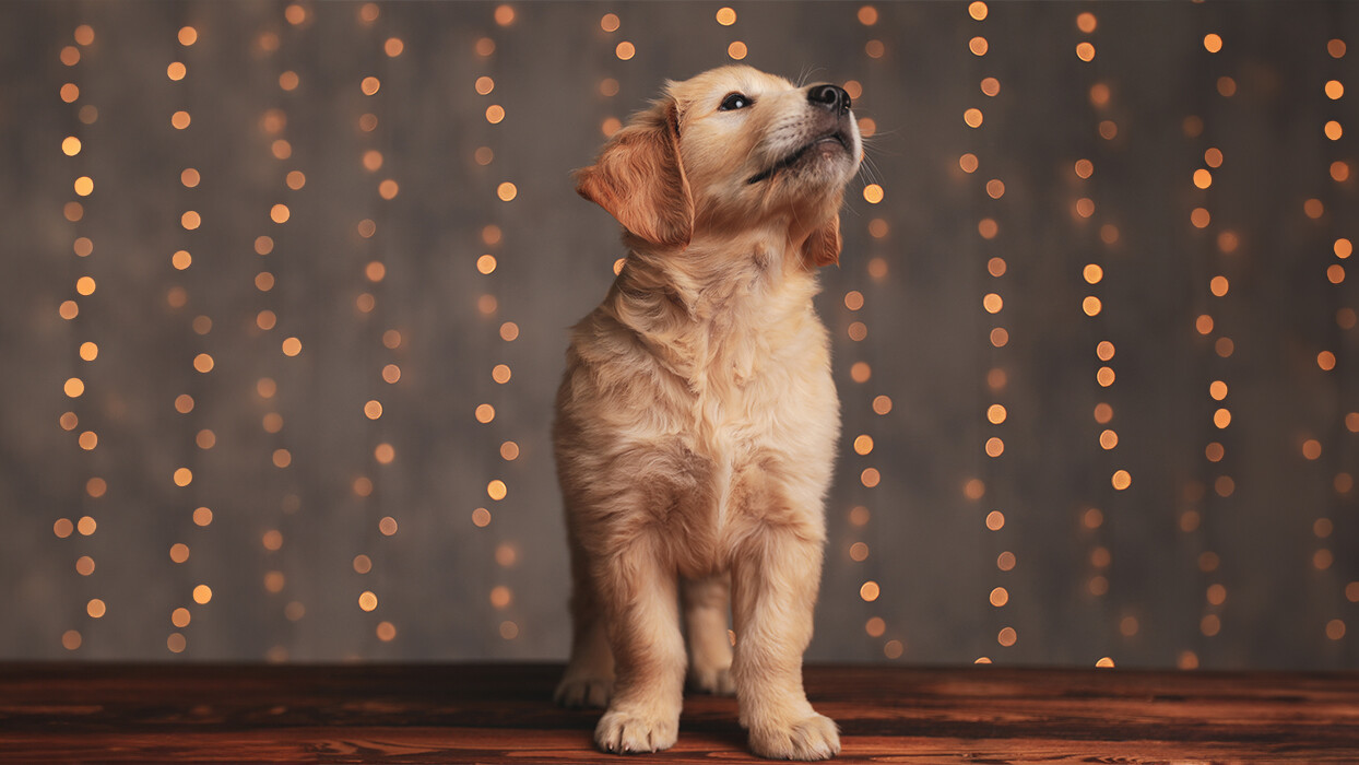 HOW TO SAFELY CELEBRATE DIWALI WITH YOUR PETS – THE ULTIMATE INDIAN GUIDE! 2 HOW TO SAFELY CELEBRATE DIWALI WITH YOUR PETS – THE ULTIMATE INDIAN GUIDE!