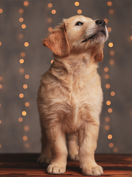 HOW TO SAFELY CELEBRATE DIWALI WITH YOUR PETS – THE ULTIMATE INDIAN GUIDE! 5 HOW TO SAFELY CELEBRATE DIWALI WITH YOUR PETS – THE ULTIMATE INDIAN GUIDE!