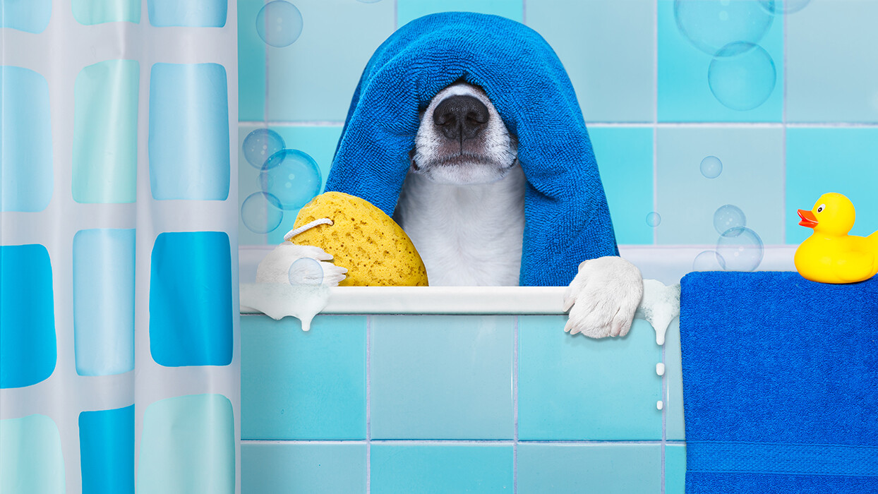 HOW TO GIVE YOUR DOG A BATH THEY&rsquo;LL (ALMOST) LOVE!
