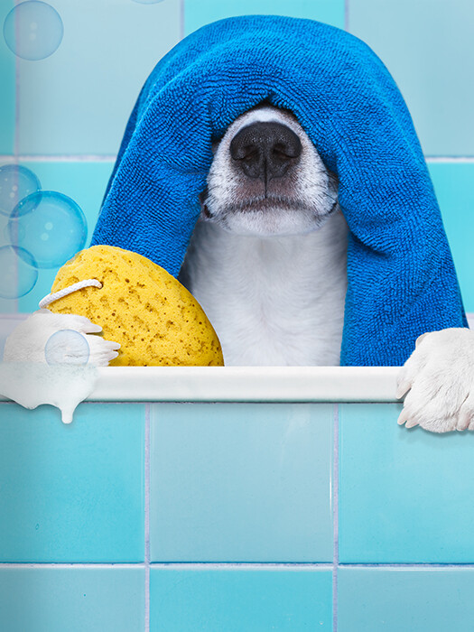 How to give your dog a bath they’ll (almost) love! 7 HOW TO GIVE YOUR DOG A BATH THEY’LL (ALMOST) LOVE!