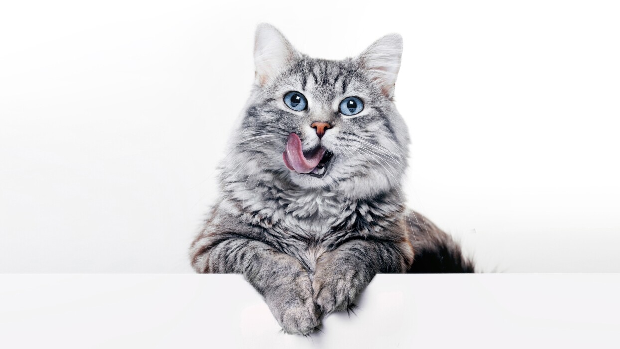 THE SECRET LIFE OF CATS: How Your Feline is Plotting to Rule the World 2 THE SECRET LIFE OF CATS: How Your Feline is Plotting to Rule the World