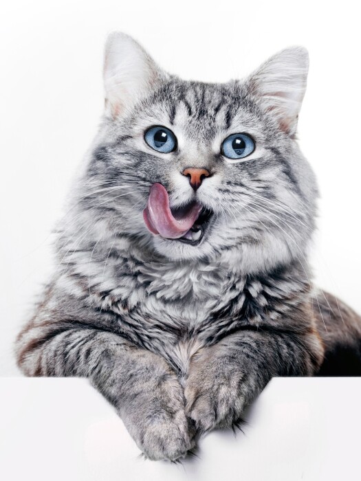 THE SECRET LIFE OF CATS: How Your Feline is Plotting to Rule the World 6 THE SECRET LIFE OF CATS: How Your Feline is Plotting to Rule the World