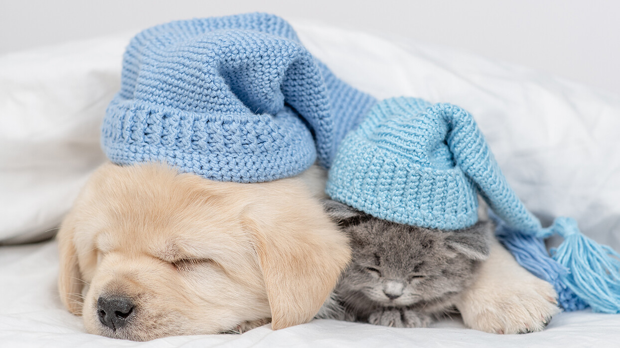 HOW TO KEEP YOUR FURRY FRIENDS COZY THIS WINTER