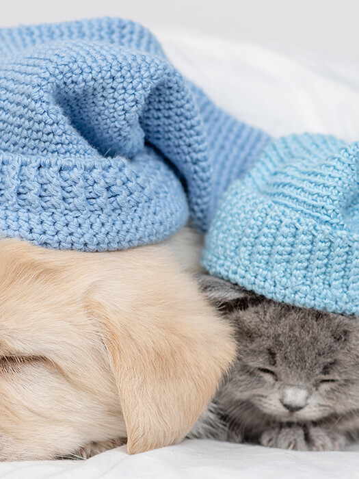HOW TO KEEP YOUR FURRY FRIENDS COZY THIS WINTER 4 HOW TO KEEP YOUR FURRY FRIENDS COZY THIS WINTER