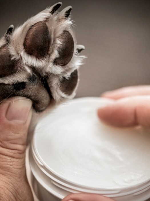 COMMON DOG SKIN ISSUES AND HOW TO CARE FOR THEM 2 COMMON DOG SKIN ISSUES AND HOW TO CARE FOR THEM