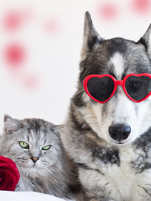 VALENTINE'S DAY: CELEBRATING THE LOVE WITH YOUR PETS