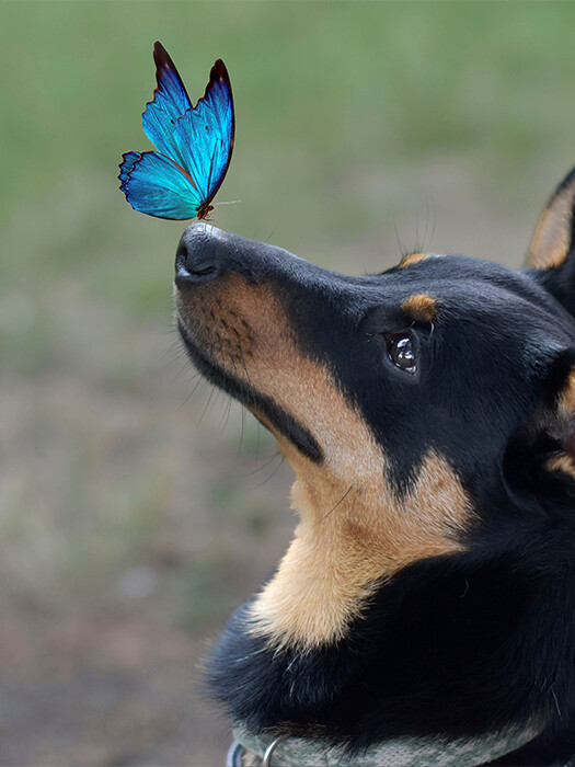 SPRING ADVENTURES WITH YOUR PETS: TIPS FOR OUTDOOR FUN AND SAFETY