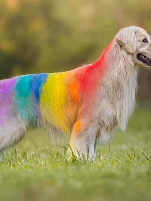 PET-FRIENDLY HOLI: CELEBRATE SAFELY WITH YOUR FURRY FRIENDS!