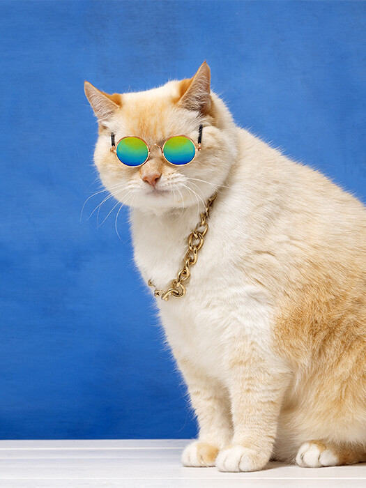My Cat is a Furry Potato! – A Guide to Managing Overweight Cats