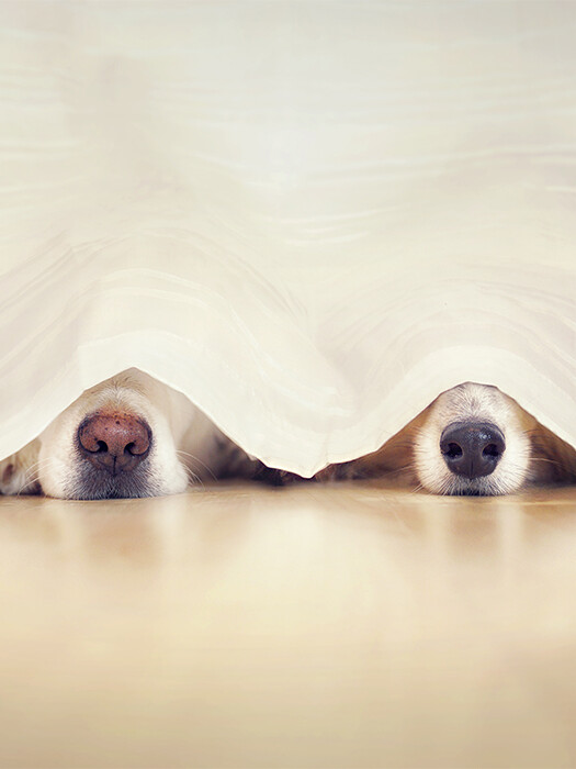 WHY DO DOGS HIDE THEMSELVES? IS YOUR PUP A NINJA OR JUST BEING DRAMATIC?