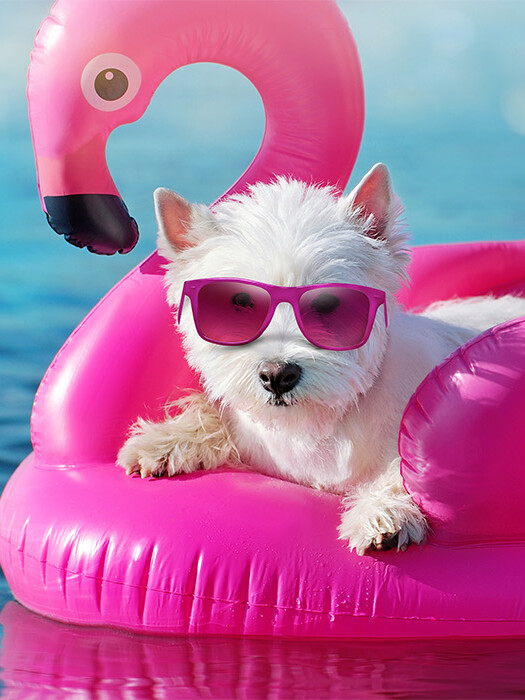 Hot Dog Or Melted Cat? How To Keep Your Furry Friend From Turning Into A Summer Slushie
