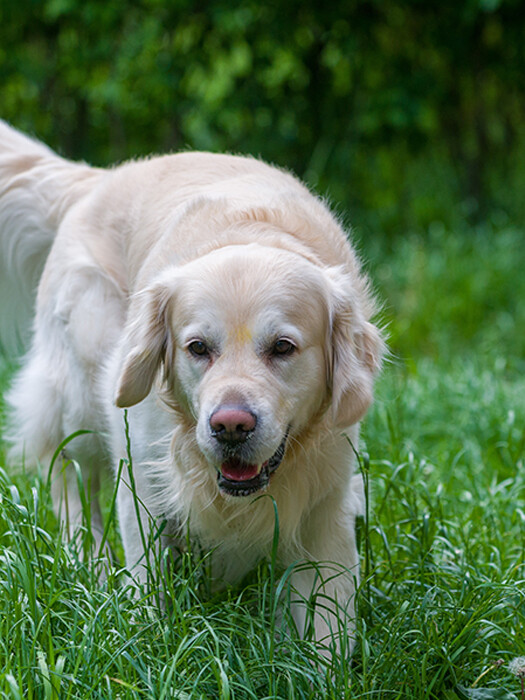 A Guide to Managing Overweight Dogs
