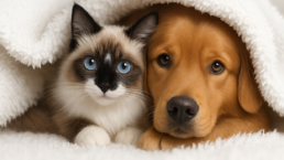 Winter pet care guide for keeping dogs and cats safe in the cold