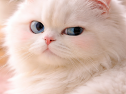 How To Pet Your Cat A Wacky, Whisker-Approved Guide to Feline Affection