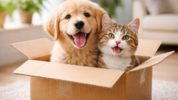 IF PETS COULD TALK THE DAILY COMPLAINTS OF A DOG & CAT