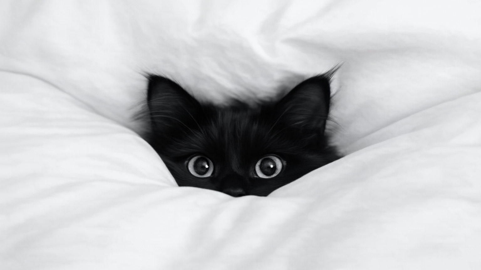 Is Your Cat Anxious… or Just Being a Cat? - A Wacky Guide to Feline Anxiety & Drama 2 Is Your Cat Anxious… or Just Being a Cat? - A Wacky Guide to Feline Anxiety & Drama