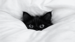 Is Your Cat Anxious&hellip; or Just Being a Cat A Wacky Guide to Feline Anxiety Drama B uai - Enavant Petcare