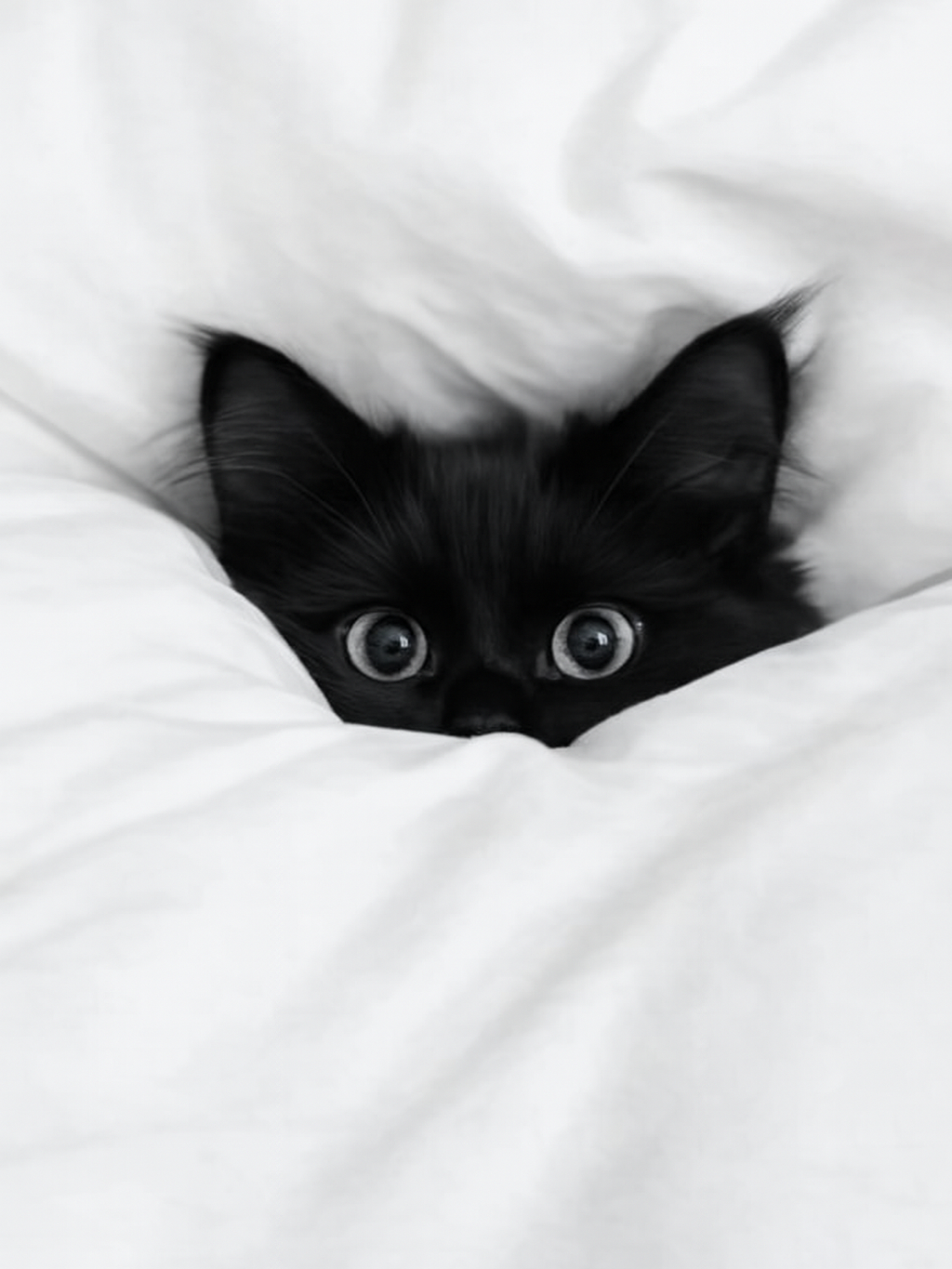 Is Your Cat Anxious… or Just Being a Cat? - A Wacky Guide to Feline Anxiety & Drama