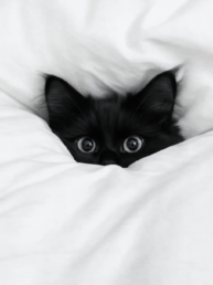 Is Your Cat Anxious… or Just Being a Cat? - A Wacky Guide to Feline Anxiety & Drama 16 Is Your Cat Anxious… or Just Being a Cat A Wacky Guide to Feline Anxiety Drama S uai - Enavant Petcare