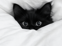 Is Your Cat Anxious… or Just Being a Cat A Wacky Guide to Feline Anxiety Drama S uai - Enavant Petcare