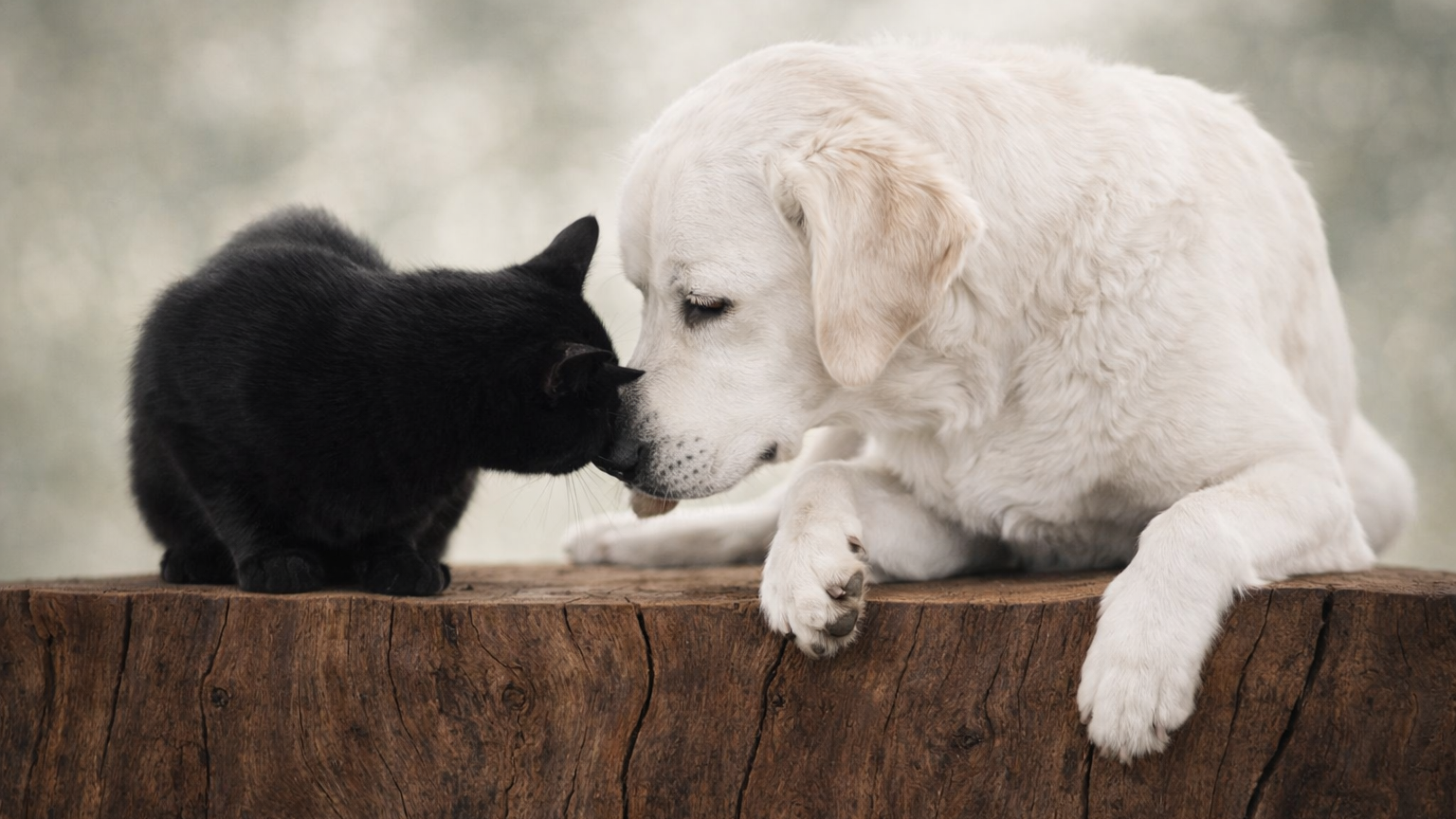 The Science Behind Healthy Pet Skin Why Palmitoylethanolamide (PEA) and Ceramide Complex Matter 2 The Science Behind Healthy Pet Skin Why Palmitoylethanolamide (PEA) and Ceramide Complex Matter