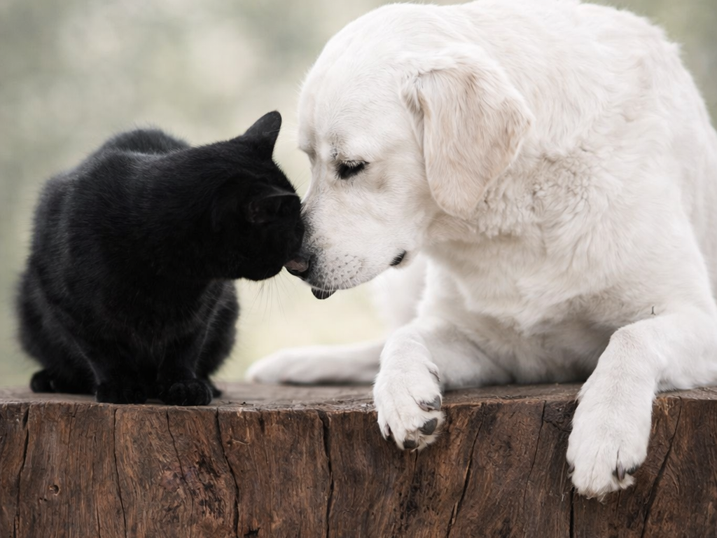The Science Behind Healthy Pet Skin Why Palmitoylethanolamide (PEA) and Ceramide Complex Matter_2