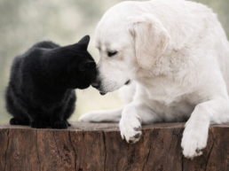 The Science Behind Healthy Pet Skin Why Palmitoylethanolamide PEA and Ceramide Complex Matter 2 uai - Enavant Petcare