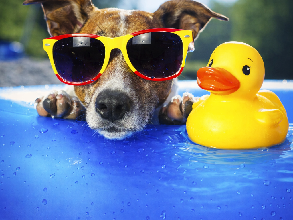 The Ultimate Pet Parent Summer Checklist -2