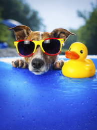 The Ultimate Pet Parent Summer Checklist 2 uai - Enavant Petcare