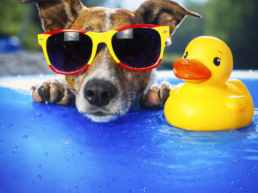 The Ultimate Pet Parent Summer Checklist 2 uai - Enavant Petcare