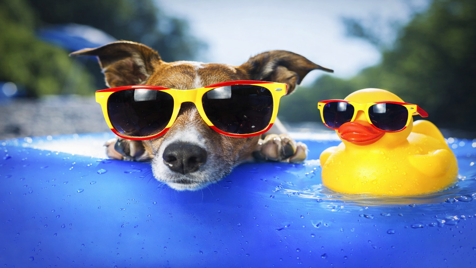 The Ultimate Pet Parent Summer Checklist