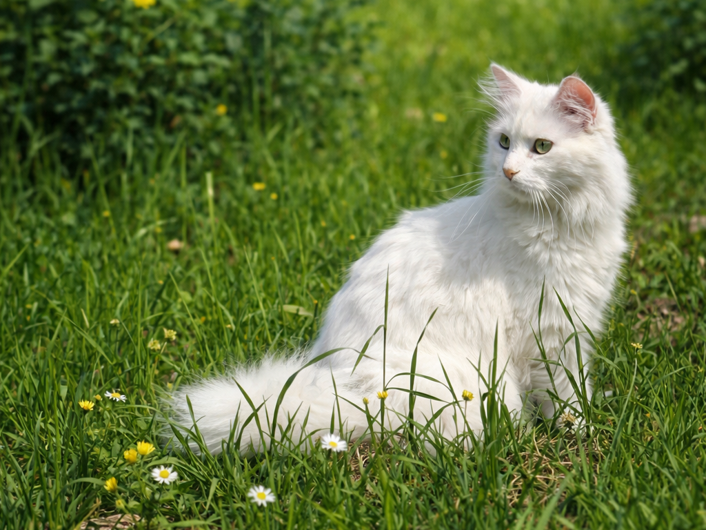 Your Cat’s Summer Personality Type
