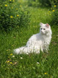 Your Cats Summer Personality Type 2 uai - Enavant Petcare