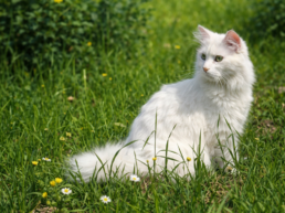 Your Cats Summer Personality Type 2 uai - Enavant Petcare